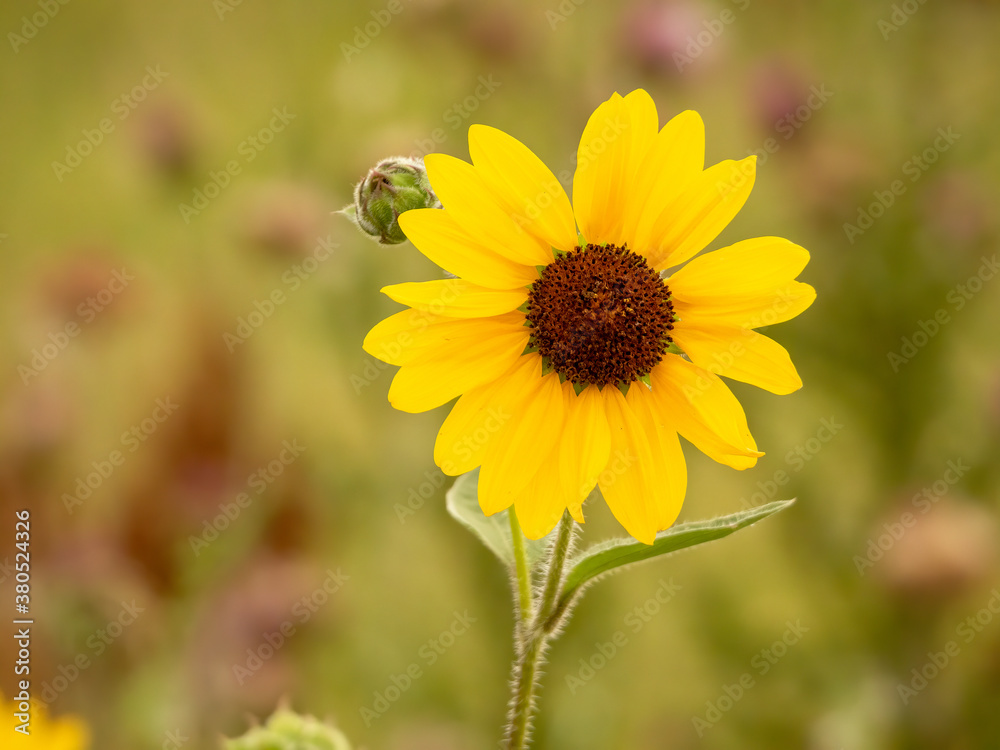 Single, small sunflower with copy space on left