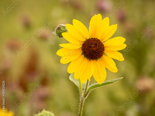 Single, small sunflower with copy space on left