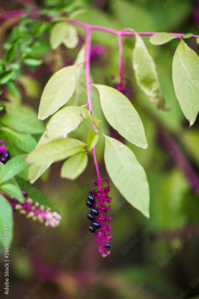 Close up of elderberry berries amongst leaves in autumn Close up of elderberry berries amongst leaves in autumn