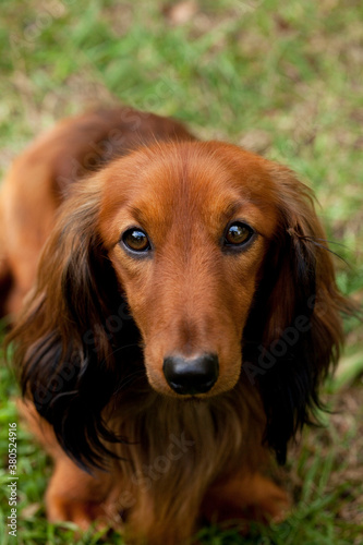 Dachshund