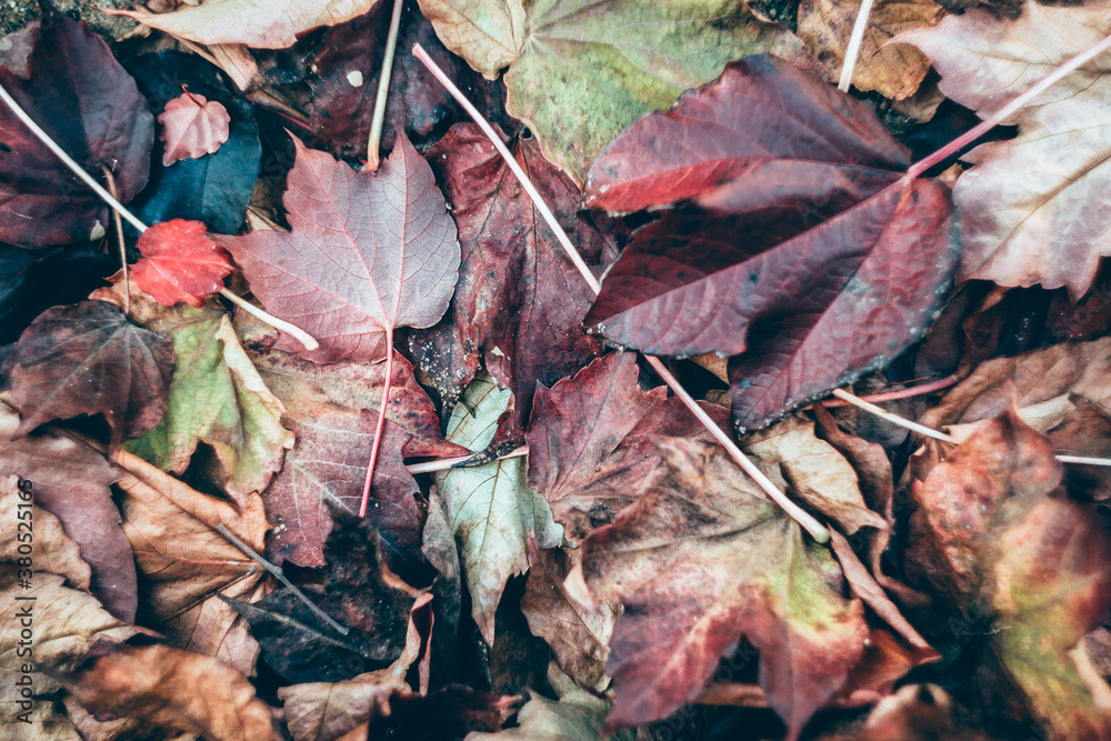 Virginia creeper Virginia creeper