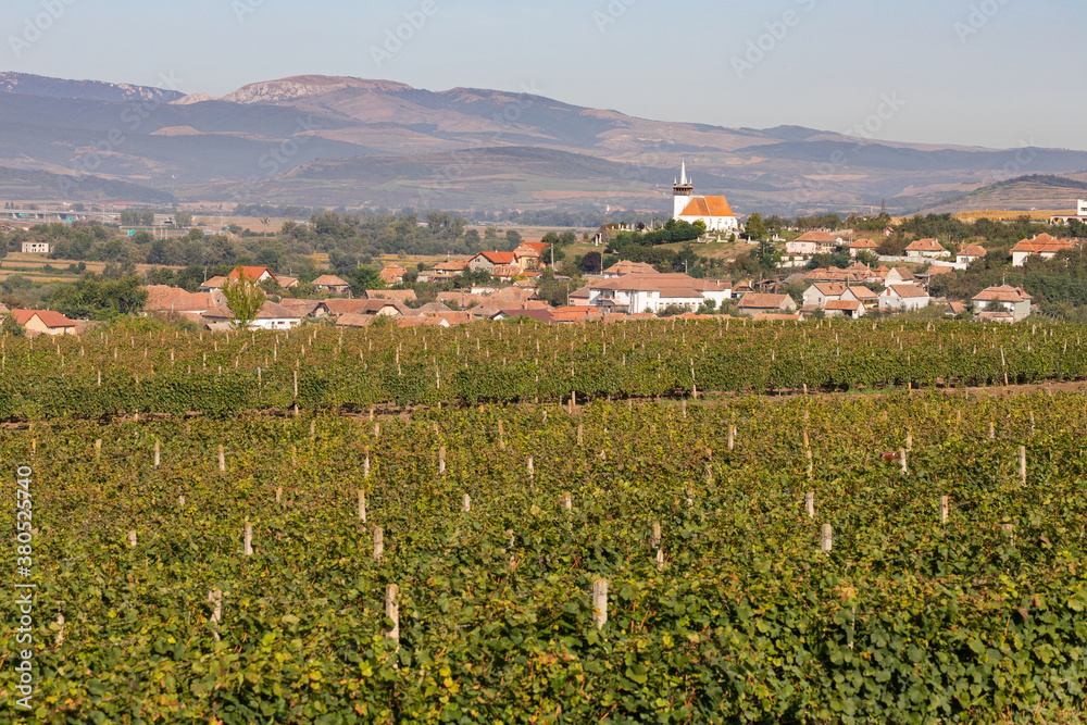 Vineyard in Romania Vineyard in Romania