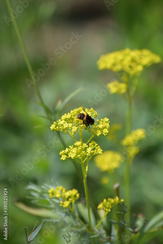 蜂とおみなえしの花 © tomo