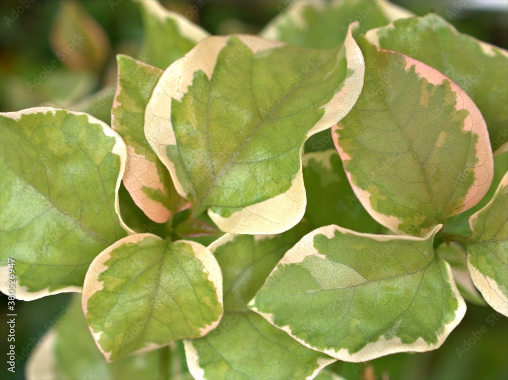Fototapeta premium Closeup pink young leaf of Bougainvillea flower plants in garden with blurred background ,soft focus ,macro image ,nature green leaves, sweet color for card design