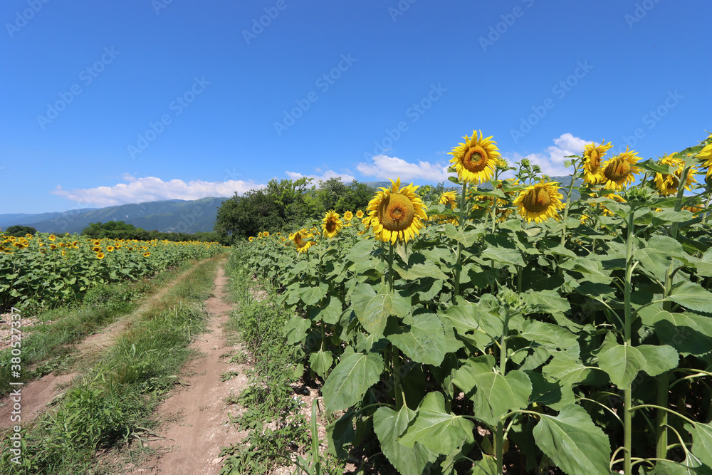 Sunflowers in bloom i the italian countryside on a sunny day. Helianthus annuus cultivation 