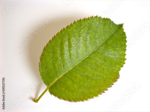 Rose leaf isolated on white background, green leave of flower