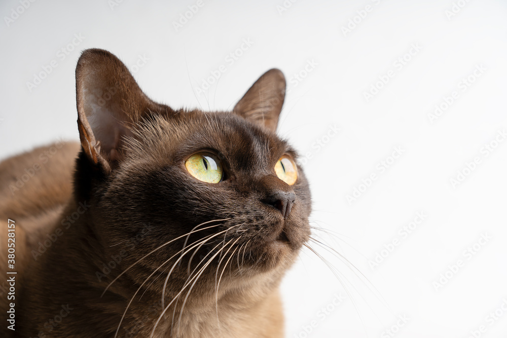 Image with selective focus on domestic purebred burmese cat head of brown chocolate color with big bright yellow eyes looking sideways against white background. Horizontal orientation and copy space