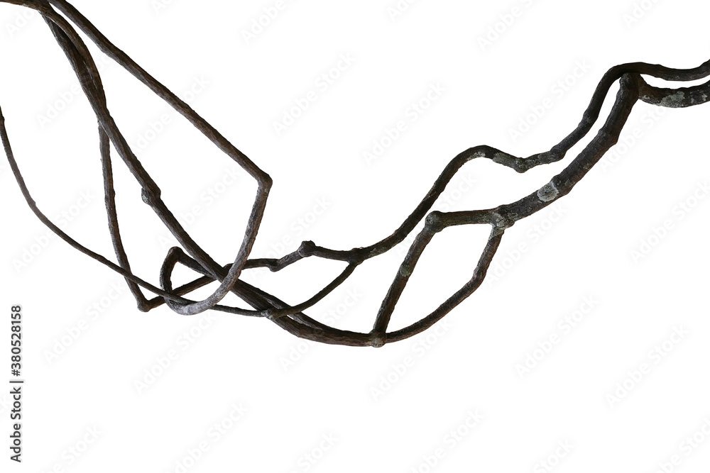 Obraz premium Messy dried jungle vines, tropical rainforest liana plant isolated on white background with clipping path.