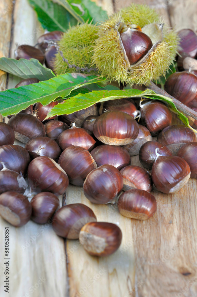 close on a group of sweet fresh chestnuts just harvested on a plank close on a group of sweet fresh chestnuts just harvested on a plank
