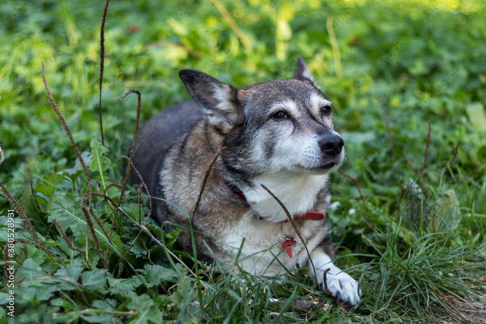 Outdoor portrait of a happy old dog lying in green grass.
