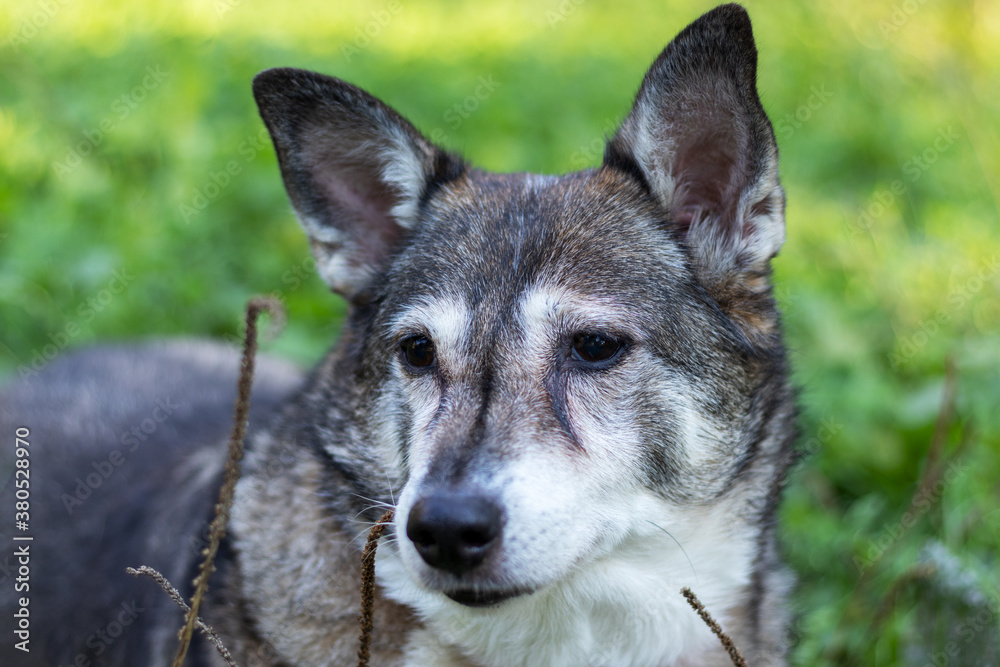 Outdoor portrait of old dog with gray fur. Outdoor portrait of old dog with gray fur.