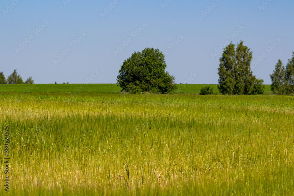 Endless bright green grass field with trees in the middle, rural landscape
