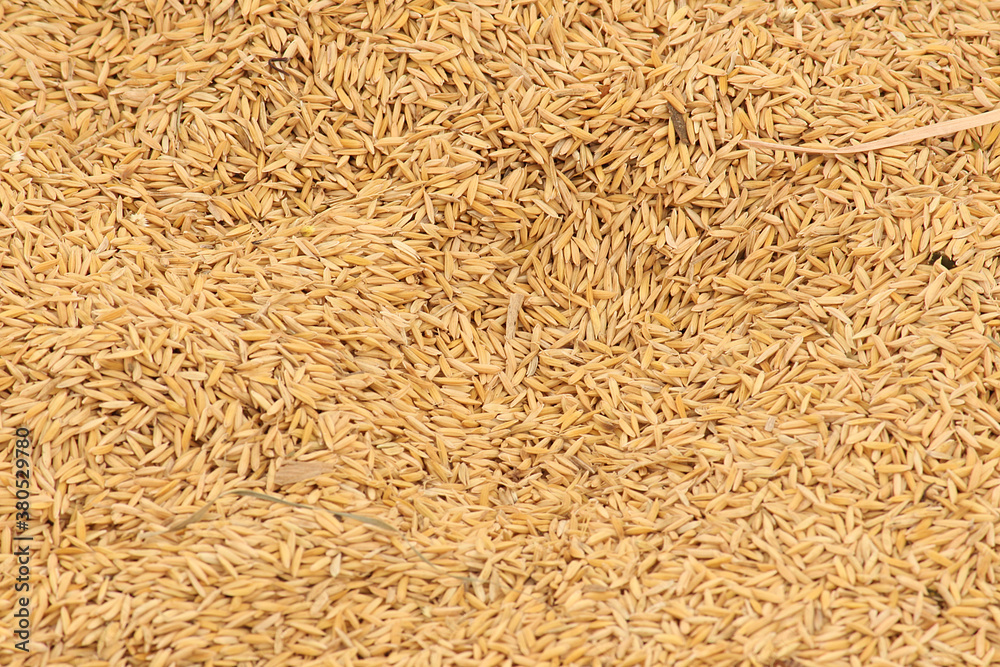 Rice grain golden harvest final output ready to sale in the market Rice grain golden harvest final output ready to sale in the market