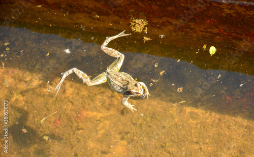 Lake frog swims in an iron container