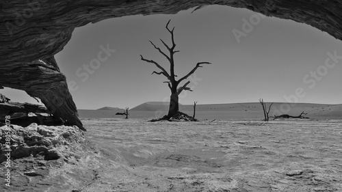 Monochrome (black and white) picture of old dead tree at Sossusvlei, Namib desert, Namibia, Africa framed by the remains of another tree with sand dunes in the background. Focus on tree in center.