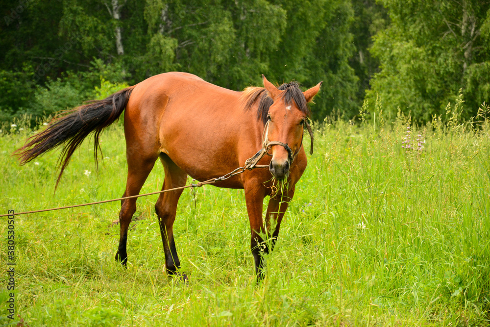 Domestic horse on a leash grazes on a green meadow Domestic horse on a leash grazes on a green meadow