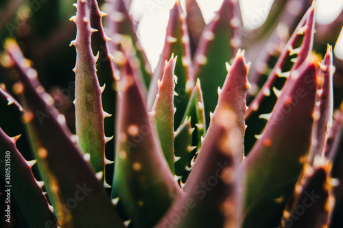 Aloe succulent plant with thorns macro close-up shot