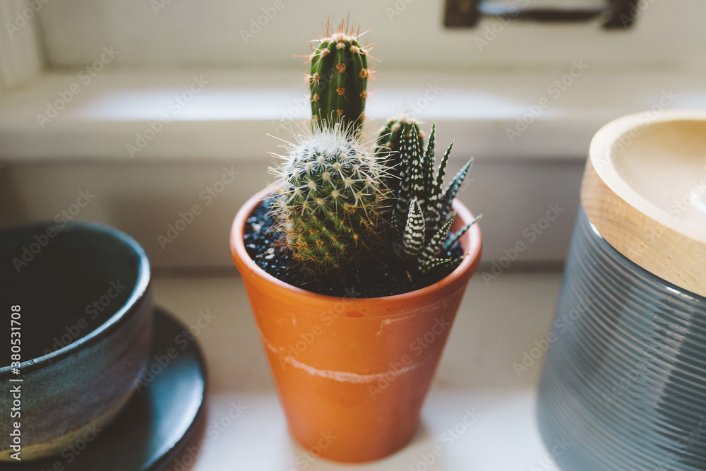 Plants Plants