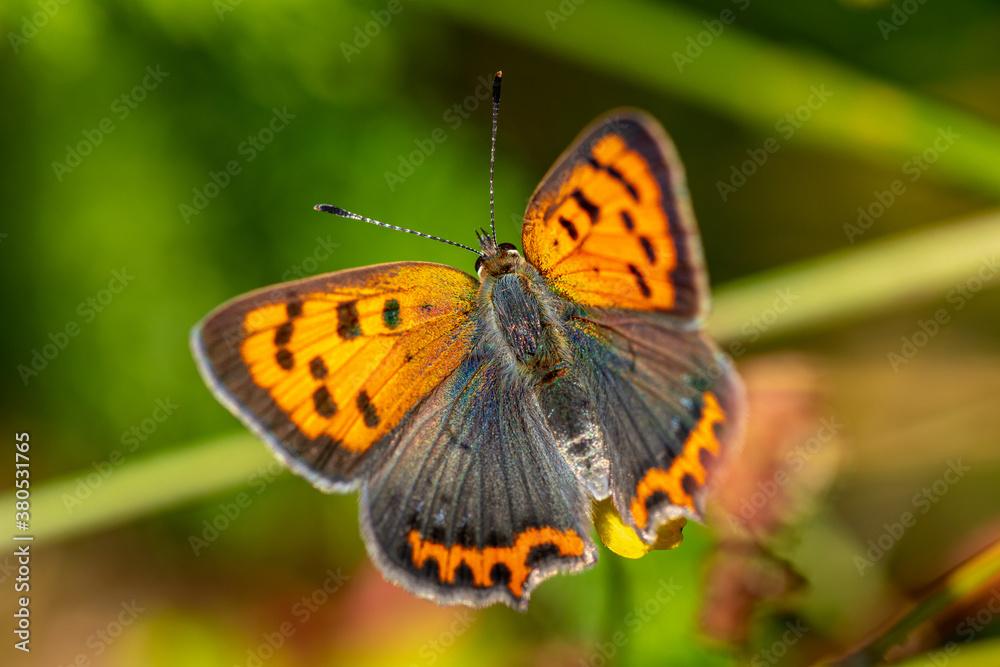 Close up of a small copper butterfly glowing in vibrant orange color in sunlight