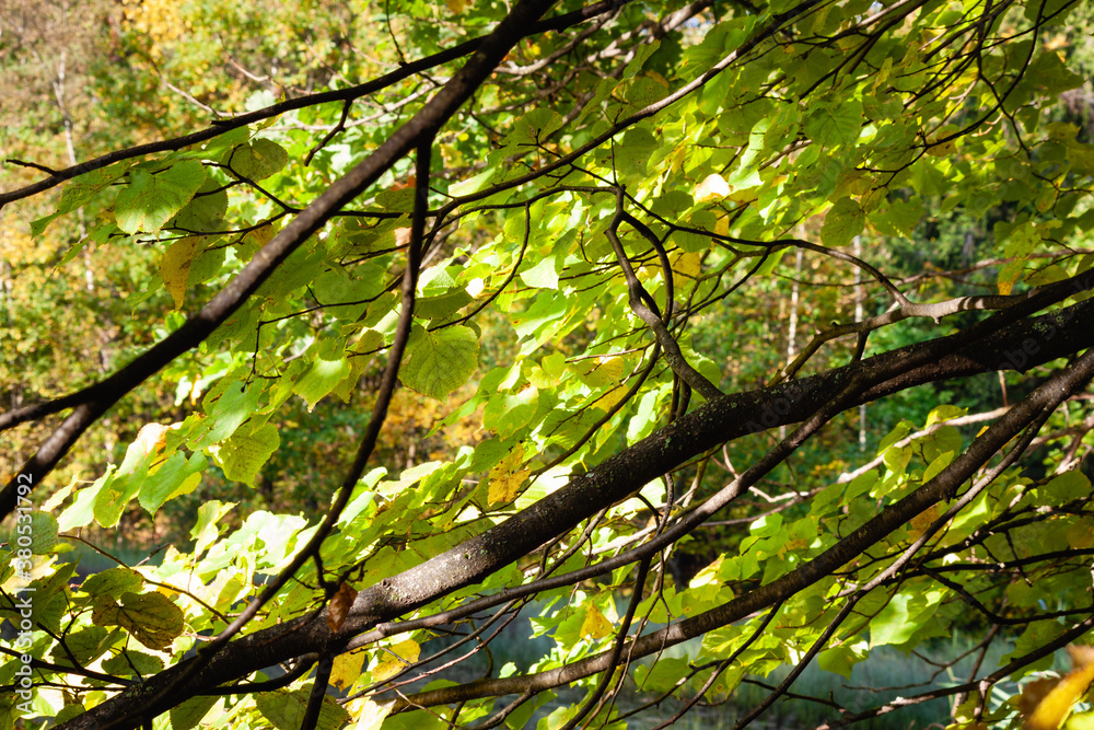 A view through the tress with autumn yellow and orange leaves in the autumn forest with a Deciduous colors and the sun shining into the camera through the trees and bushes A view through the tress with autumn yellow and orange leaves in the autumn forest with a Deciduous colors and the sun shining into the camera through the trees and bushes