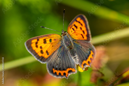 Close up of a small copper butterfly glowing in vibrant orange color in sunlight