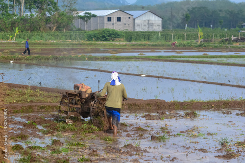 farmer working in rice field