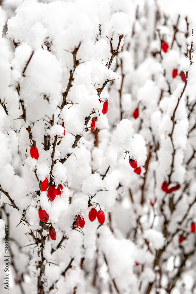 close-up of barberry branches with red fruit under the snow in the park during a snowfall. close-up of barberry branches with red fruit under the snow in the park during a snowfall.