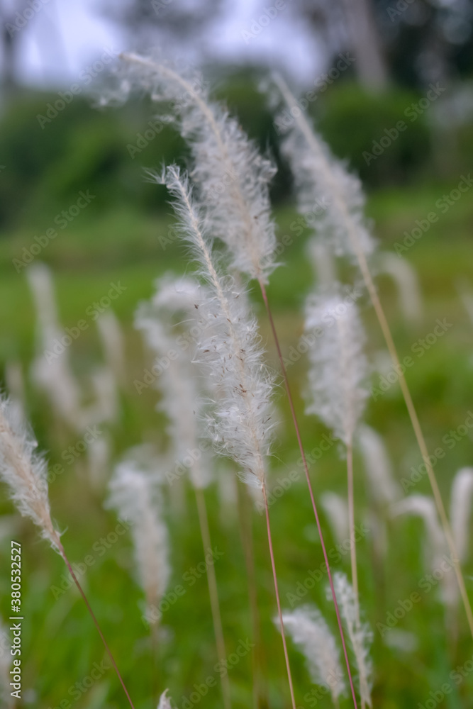 grass in the wind grass in the wind