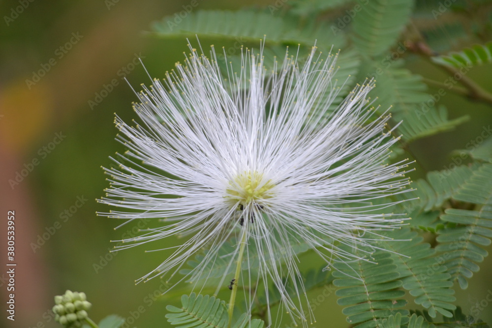 dandelion seed head