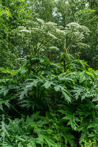 Close view of a tall plant of the giant hogweed
