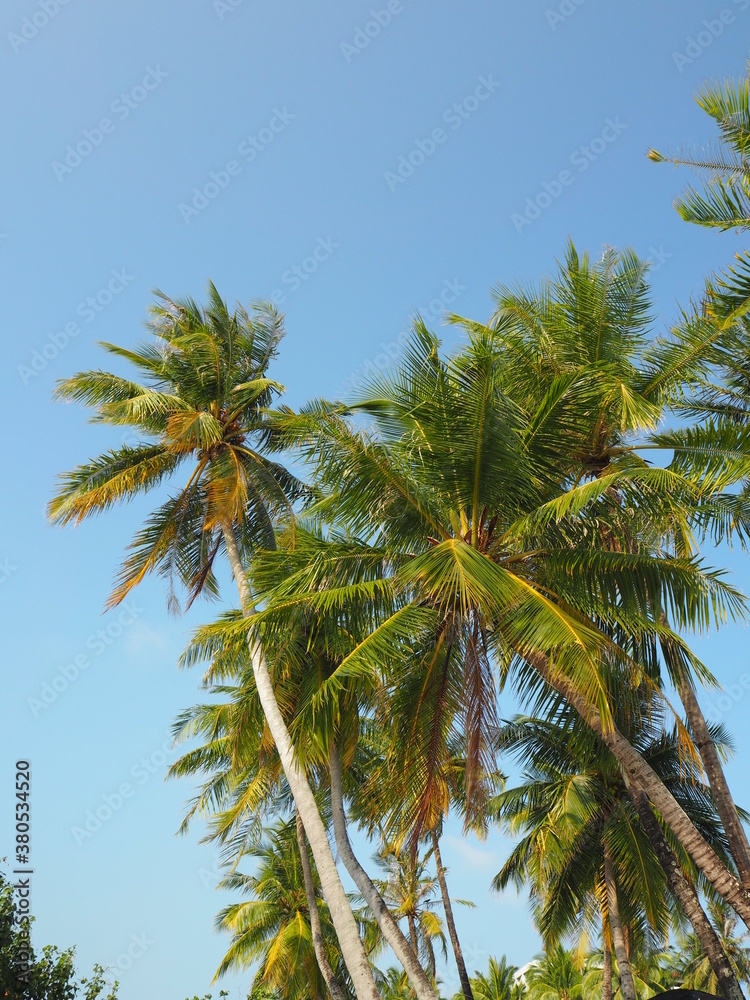 Blue sky and tropical trees  3