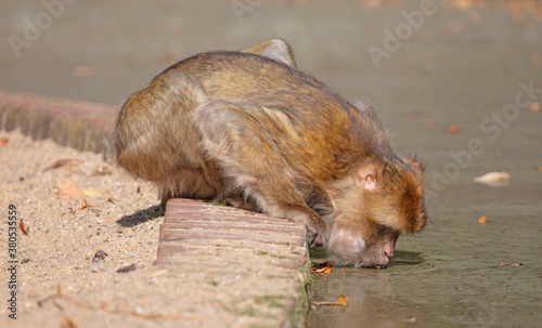 Macaque monkey drinking from the creek