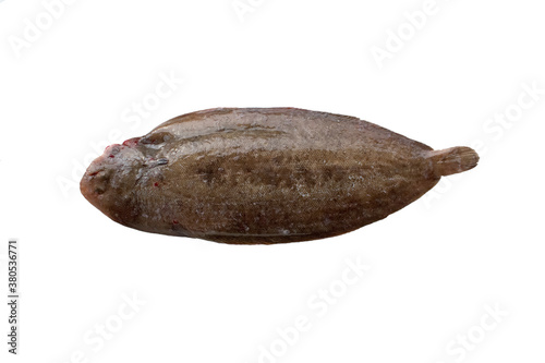 Primer plano de un lenguado (Solea solea), fresco y  limpiado en el mercado local, listo para cocinar. Aislado sobre fondo blanco.