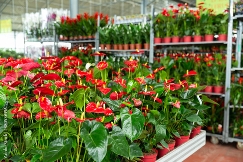 Calla blooming plants are sold in modern flower supermarket. High quality photo