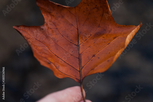 Close up of a hand holding an orangey red autumn leaf, details of the stem and veins photo
