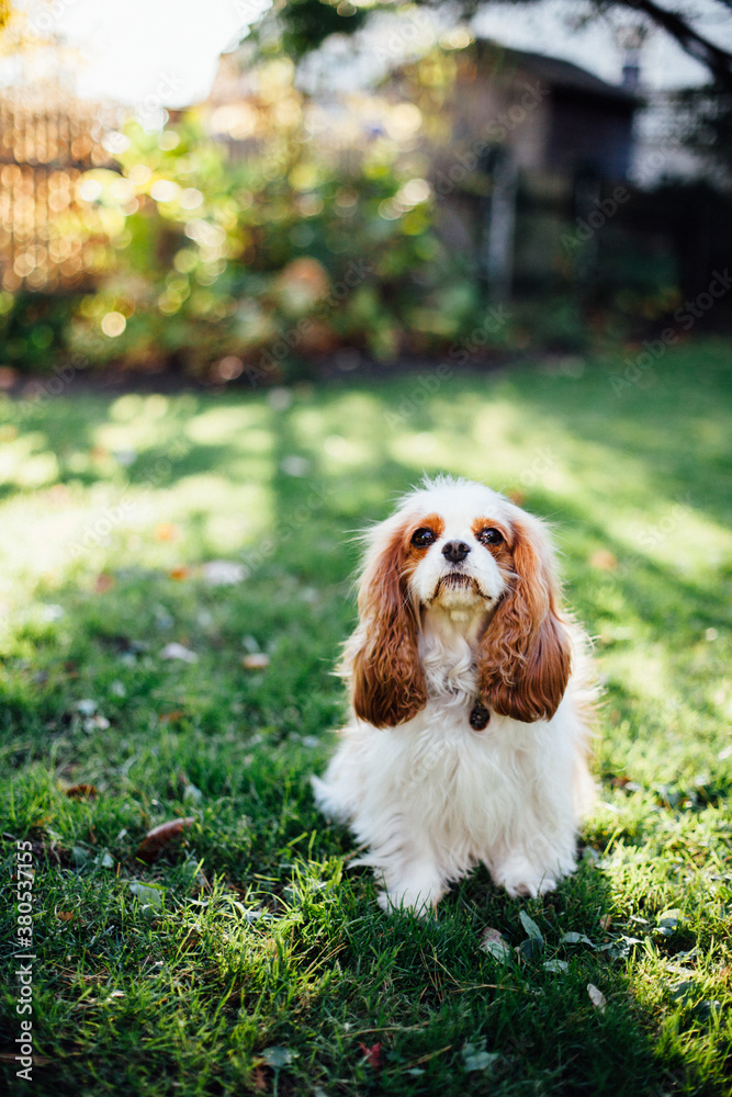 A cavalier king charles spaniel outside in the sunshine. A cavalier king charles spaniel outside in the sunshine.