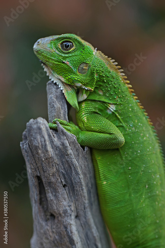 A green iguana basking in dry wood.