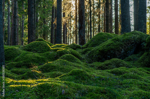 Fototapeta Naklejka Na Ścianę i Meble -  Fresh green moss covering the floor of a fir and pine forest in Sweden