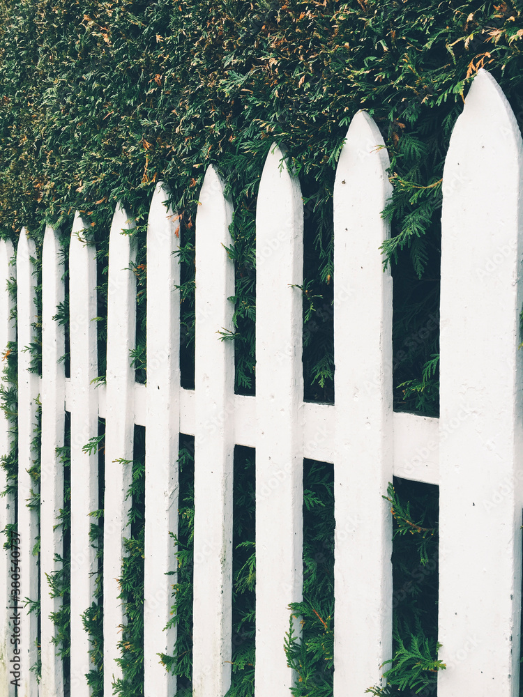 White picket fence in front of green hedge White picket fence in front of green hedge