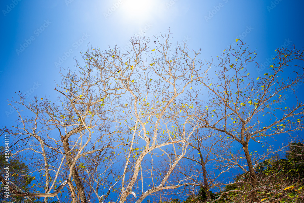 Dried tree with blue sky