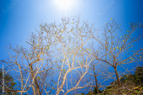 Dried tree with blue sky
