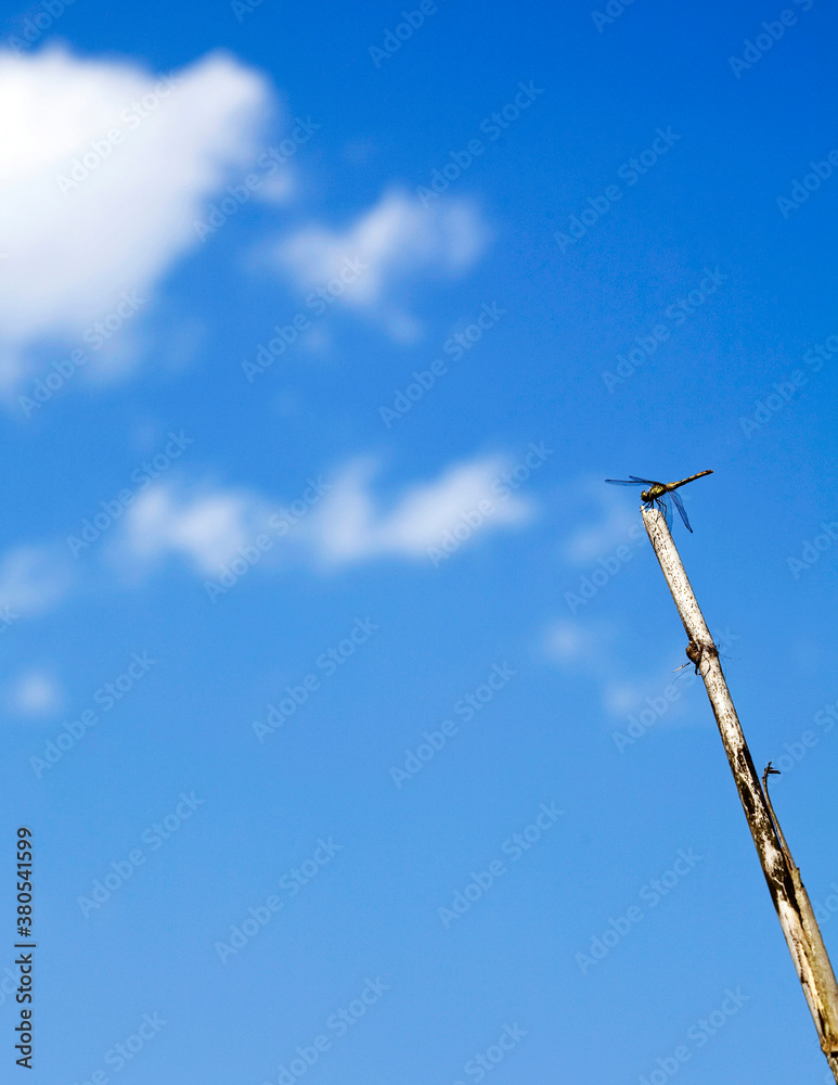 Fototapeta premium dragonfly on the bough