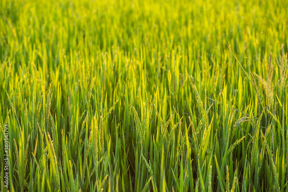 Green rice fields