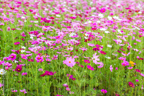 Cosmos flower fields