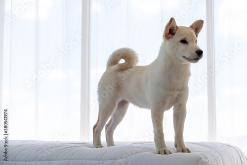 Cute shiba inu dog standing on a bed at home