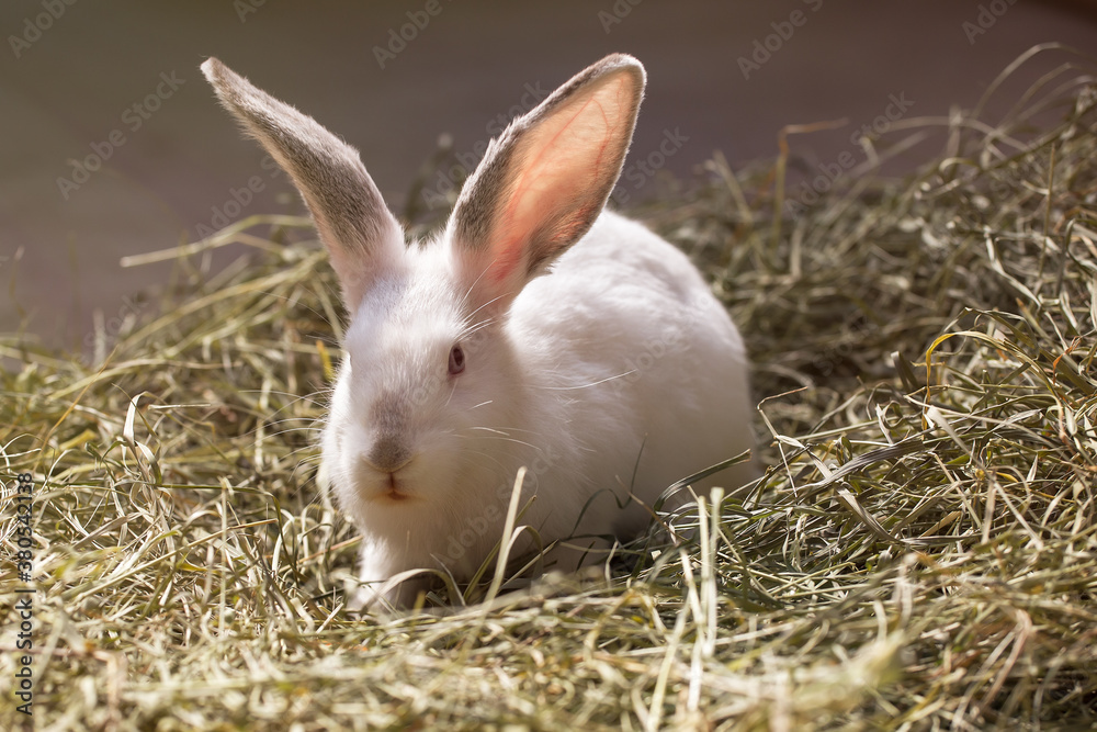 Cute white rabbit sitting in the hay. Cute white rabbit sitting in the hay.