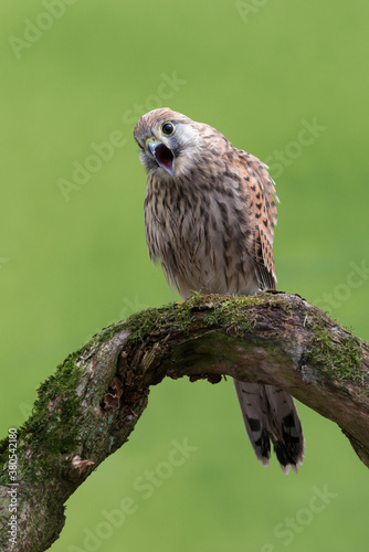 Common kestrel photo