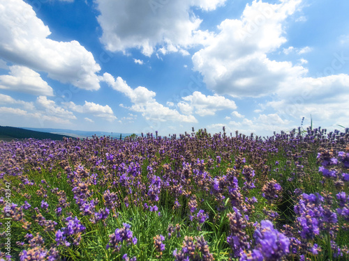 purple lavender against the blue cloudy sky. scenery