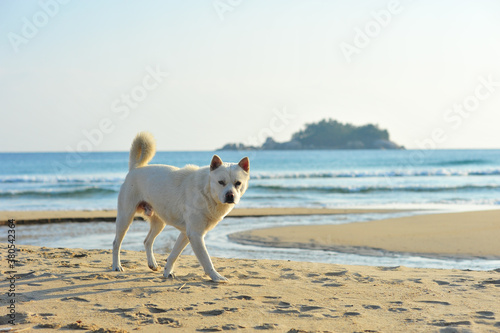 Korean Jindo dogs playing near DMZ, in Korea photo