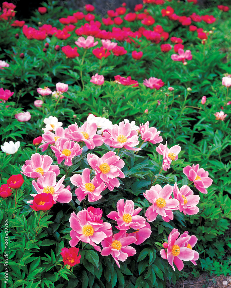 pink peony flowers